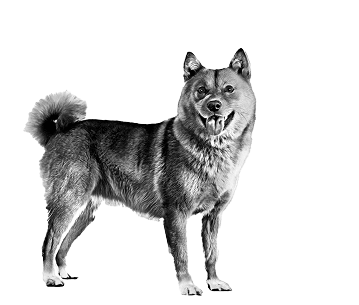 成犬。